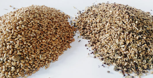 Cerpur CP1 vibrating screen air aspirated Grain cleaner image 1