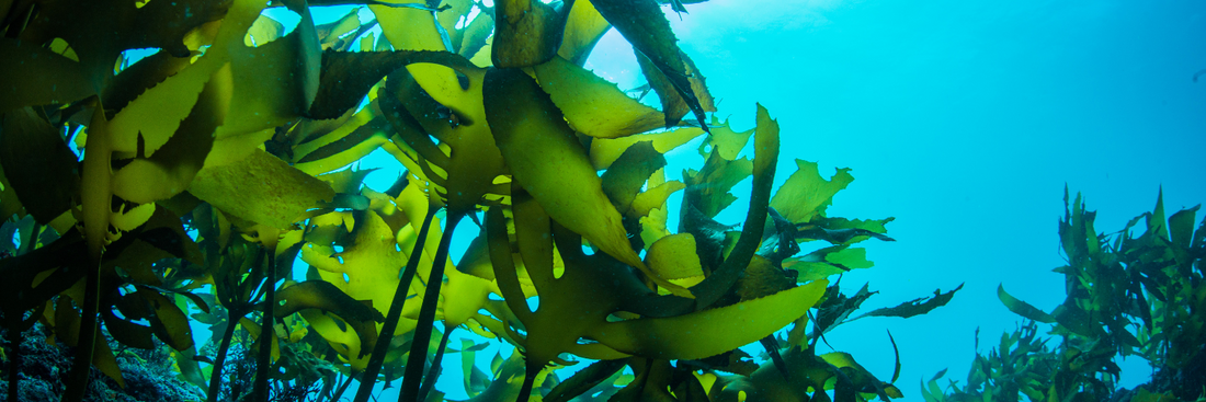 Seaweed in Agriculture: A Natural Solution for Soil and Livestock