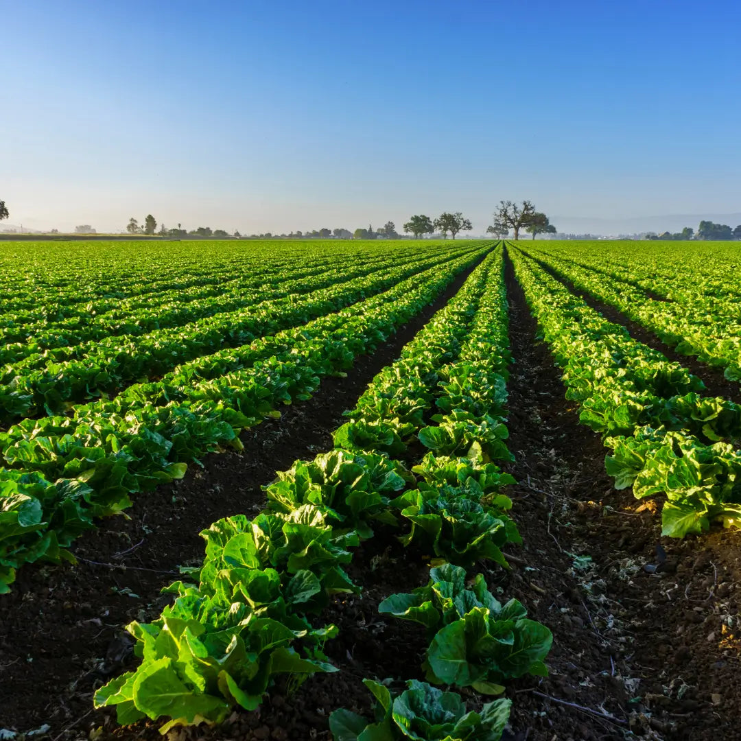 Organic Inputs